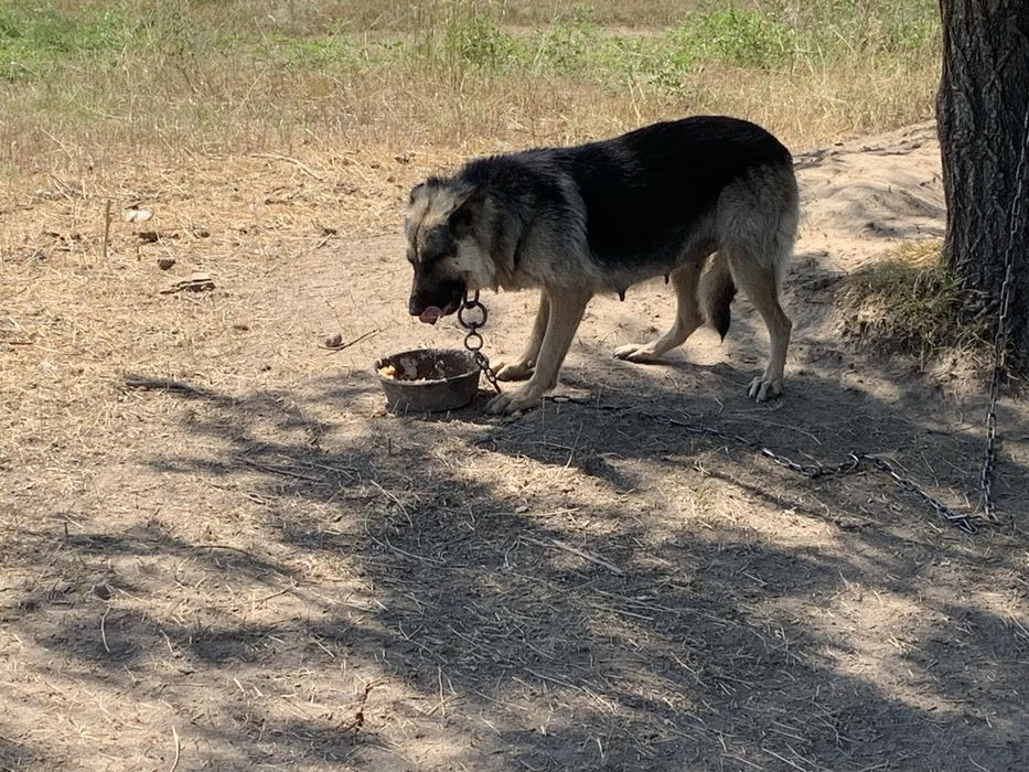 Щенки на половину немцы