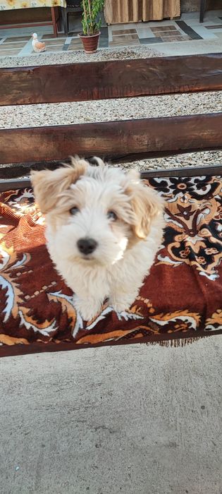 Vând bichon havanez