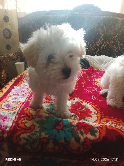 Doi pui de căței bichon maltez