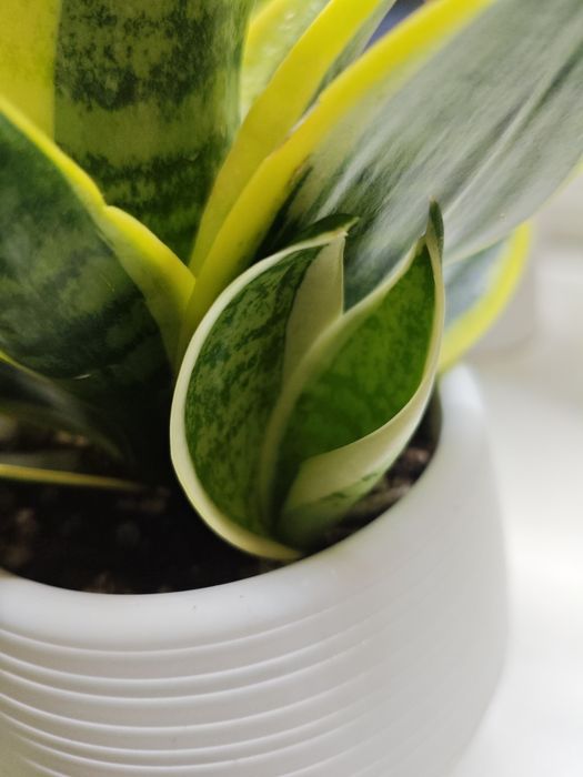 Сансевиерия в красивом кашпо