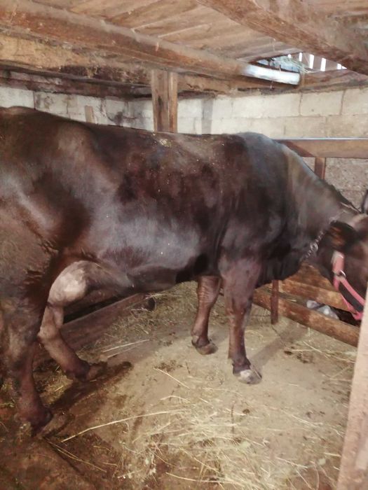 Vand juninca Angus cu vițica