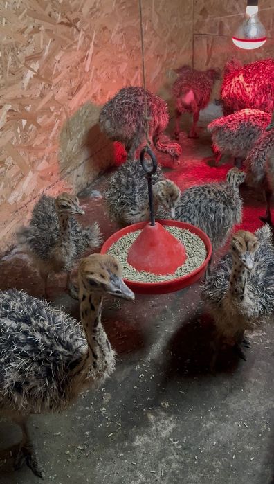 Pui de struț din propia ferma