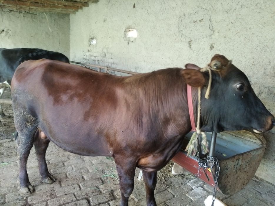 Buqa sotiladi  kelishilgan narxga