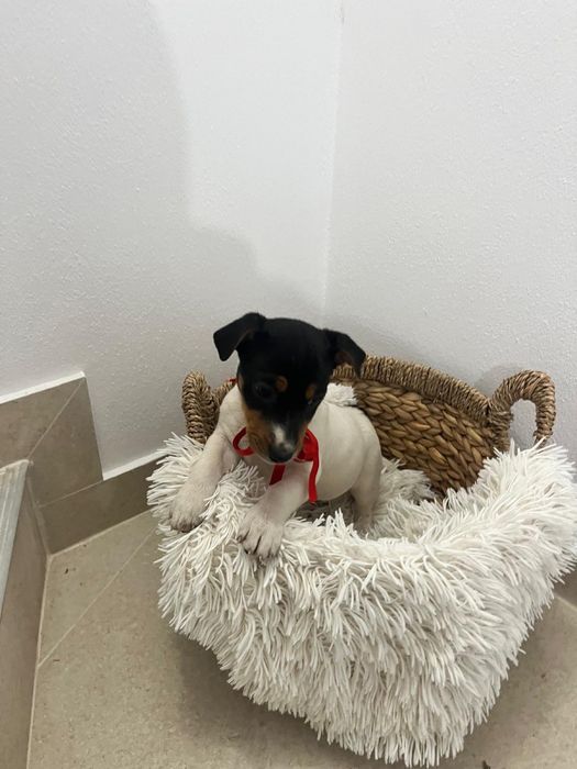 Cateii cu carnet de sanatate