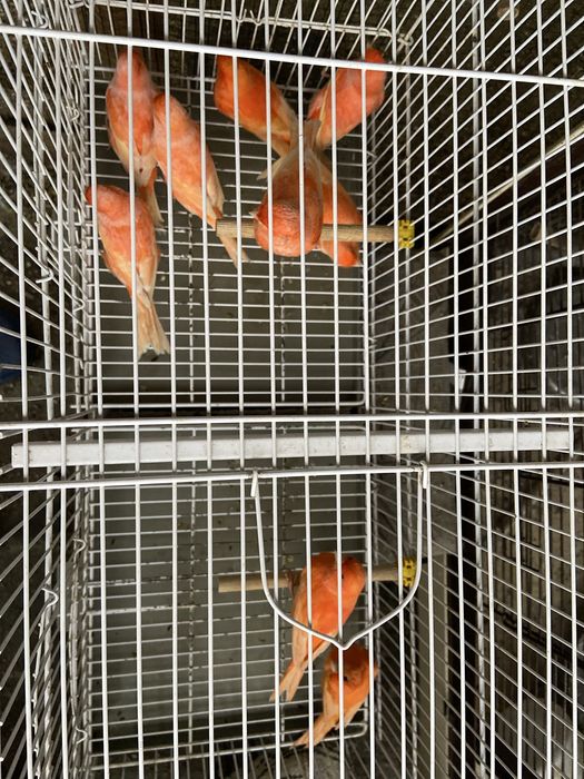 Canari rosi 2025 inelati cu inel inchis