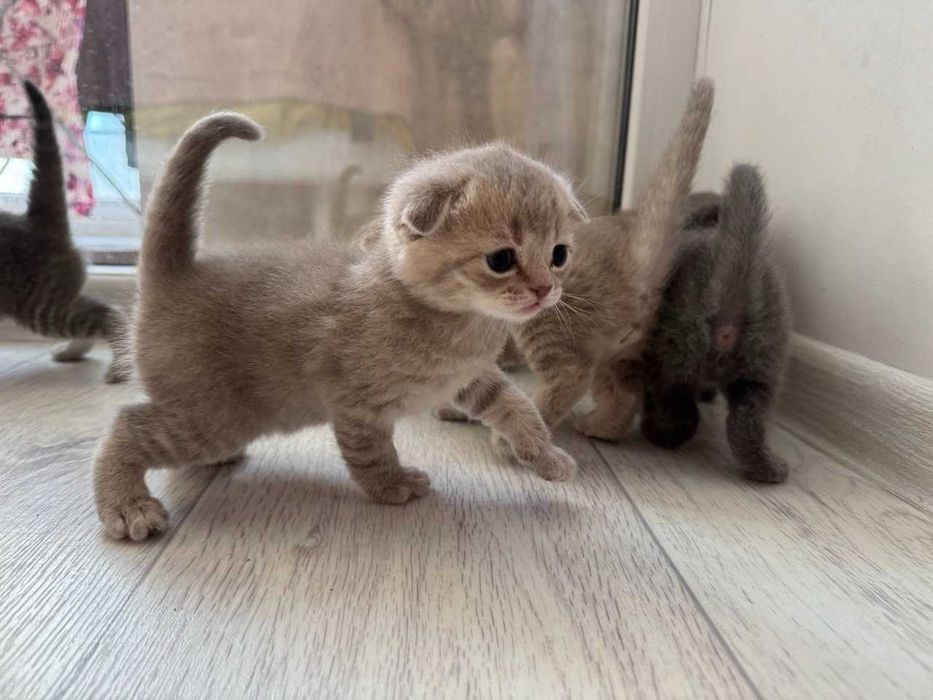 британские вислоухие короткошестные котята