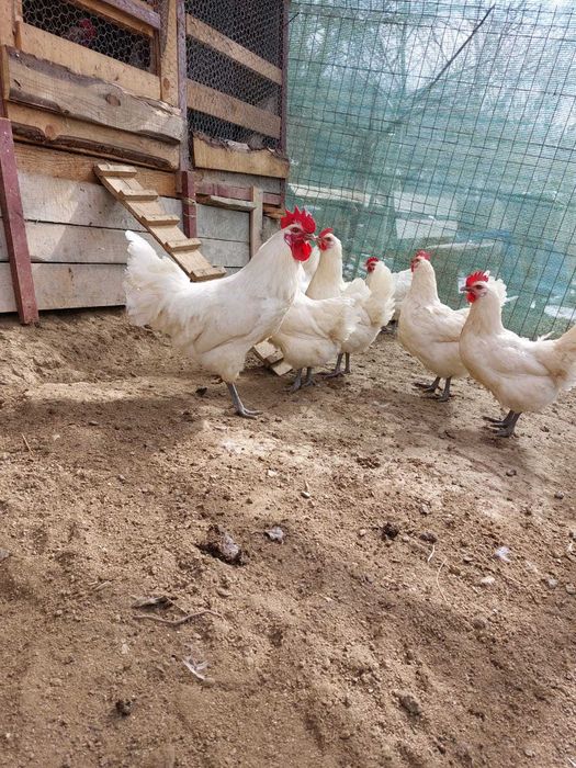 Oua La bresse incubare