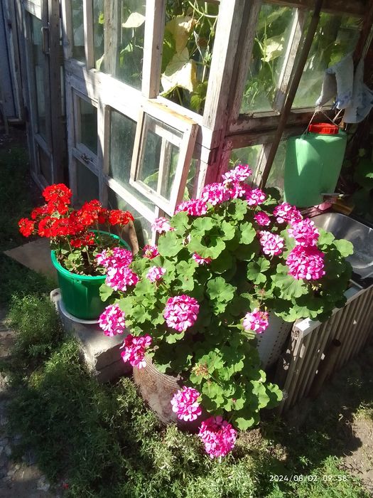 Продам розовою герань