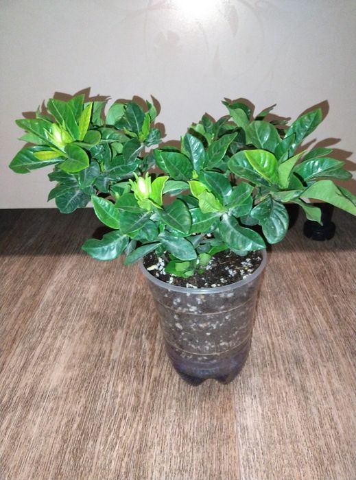 Комнатные растения