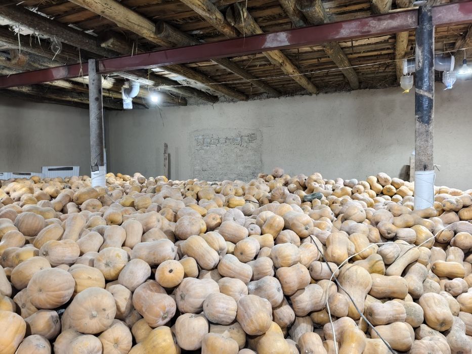 Ошкоак кади Oshqovoq Kadi yaponka