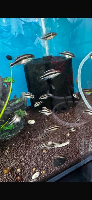 Продам рыбок пельвикахромис