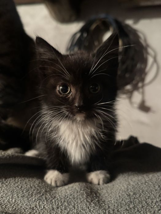 Отдам котенка даром