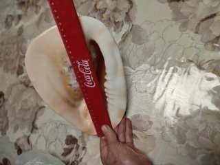 Королевская ракушка