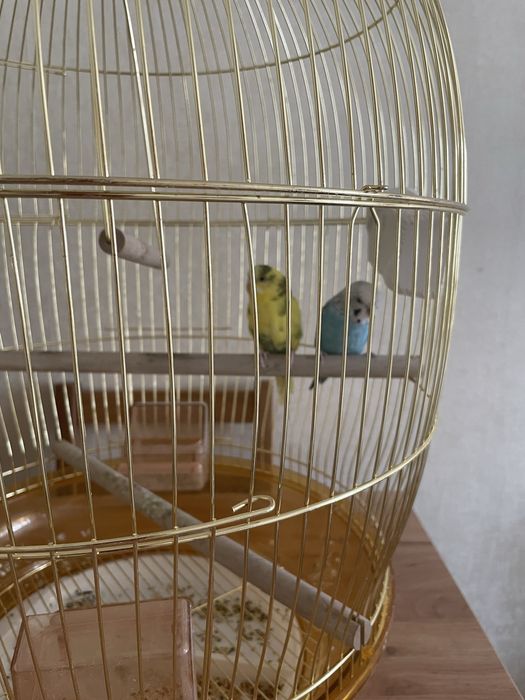 Попугай с золотой клеткой