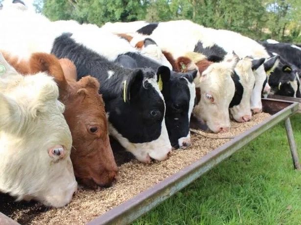 Furaje pentru vitei vaci miei oi pui rate gaste scroafe