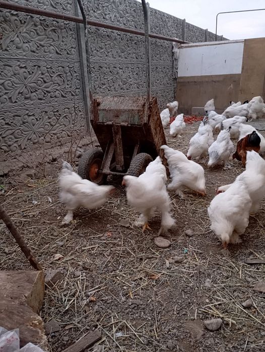 Продам куриц и петухом