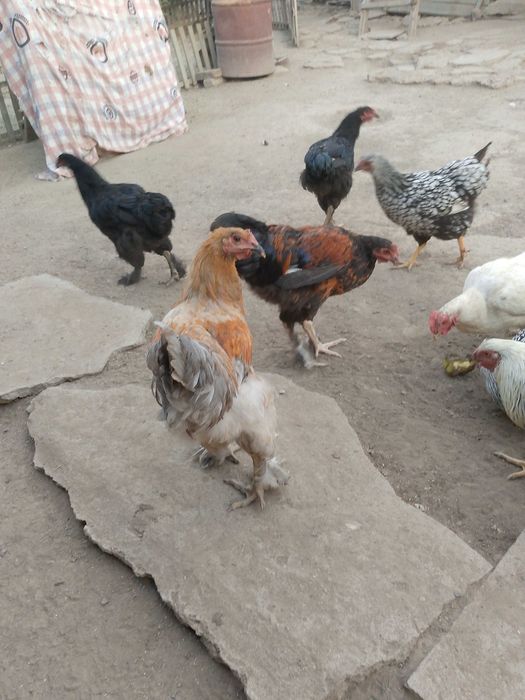 Петушки молодые. Брамм