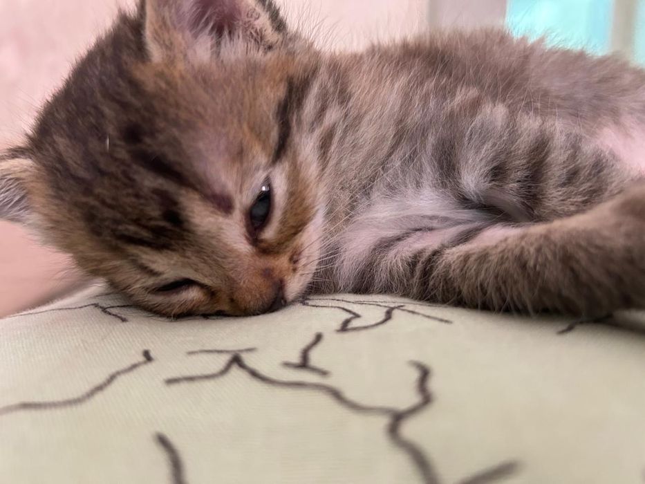 Отличные котяты умные