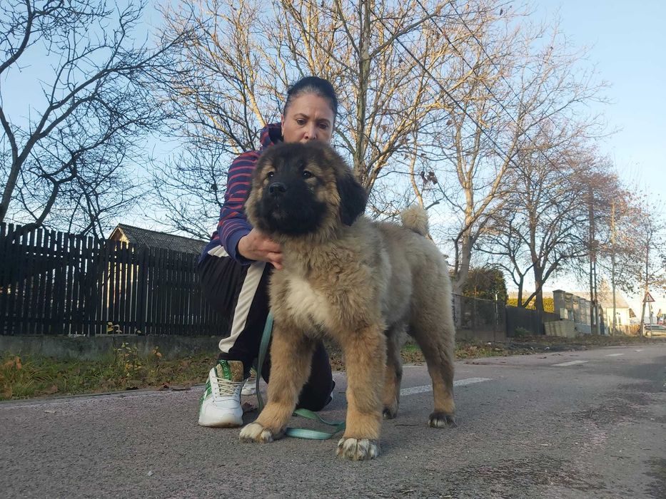 Femela ciobanesc caucazian cu pedigree