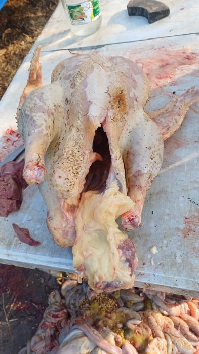 Үндік еті үндік еті