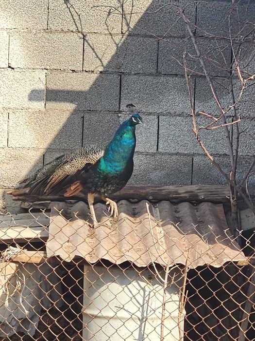 Продаётся ком интересно