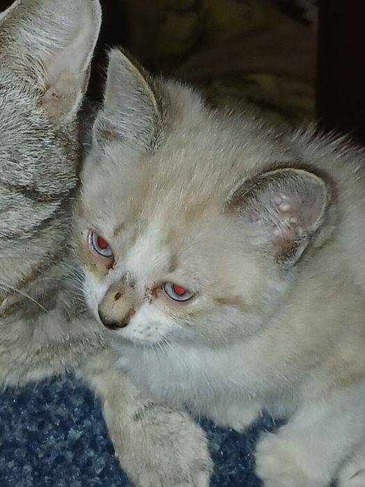 Очень хорошенькие котята