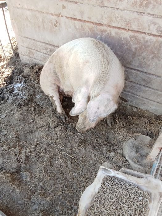 Продам кабана производителя