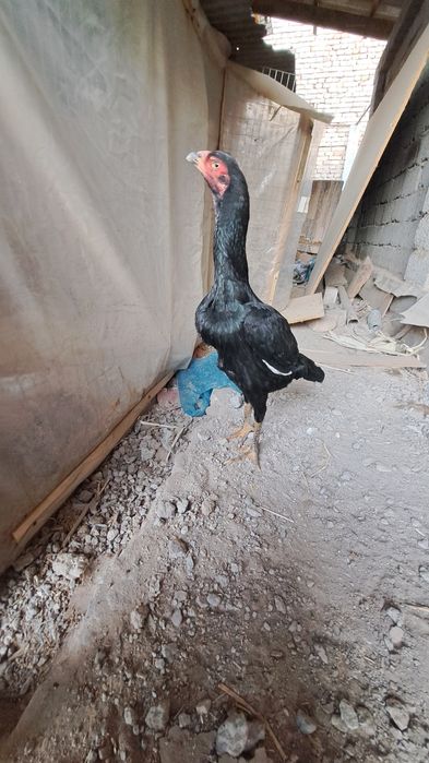 Yosh makionla sotiladi