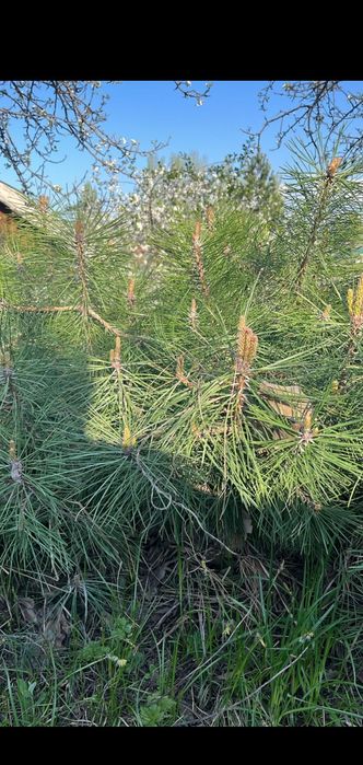 Продам  сосны. От 30 до 70 см