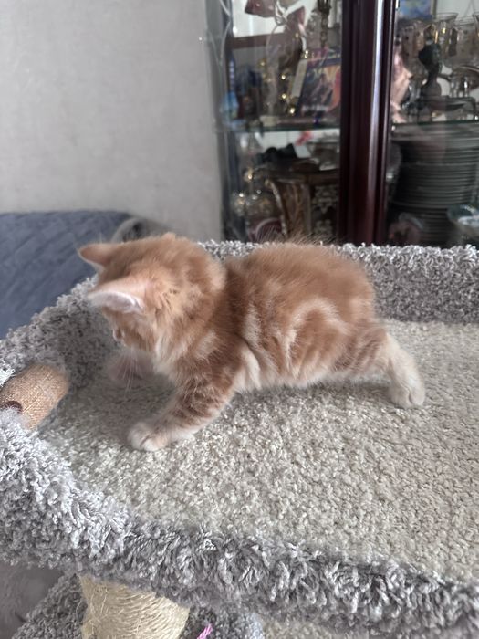 Продам котенка курильского бобтейла
