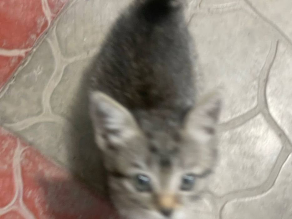Котёночек в добрые руки! Девочка