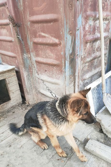 Продажа немецкая овчарка