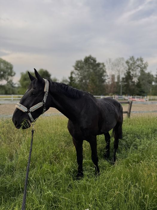 Cal de sport unguresc