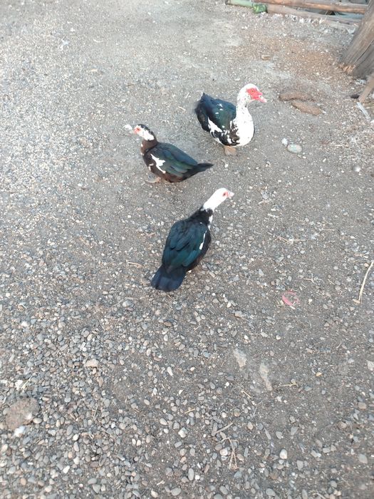 Vând rate leșești