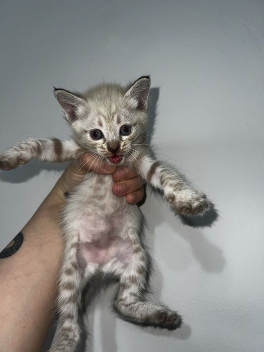 Котята красивые