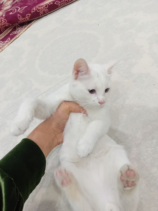 1 dona turk angorasi 4 oylik o'g'il bola