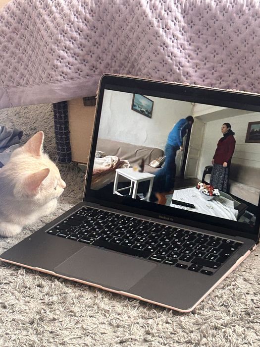 Котенок в хорошие руки