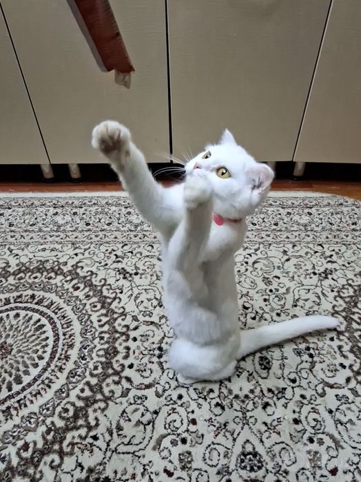Кошка продается скотиш фолд