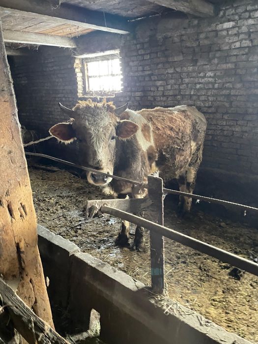 Продам бычков 3 штуки