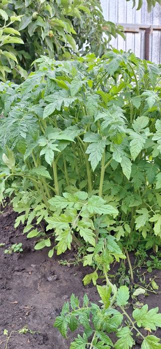 Продаю рассаду лучших сортов!