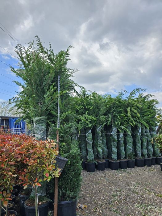 Leylandi chiparos 4-5 m înălțime  oferta