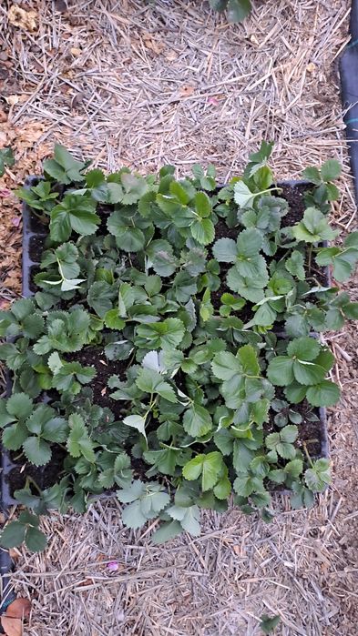 Разсад Ягоди отгледан в тарелка