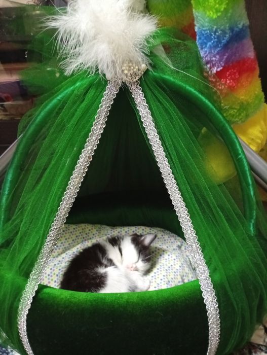 отдадим котят в хорошие  руки