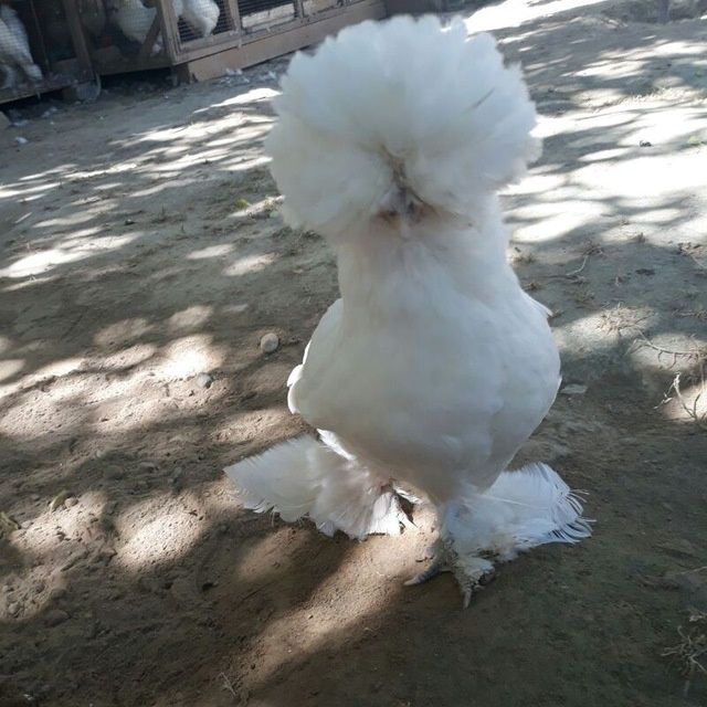 Инкубационные  яйца