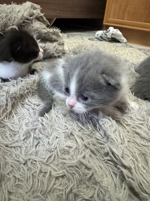 Отдам котят в добрые руки