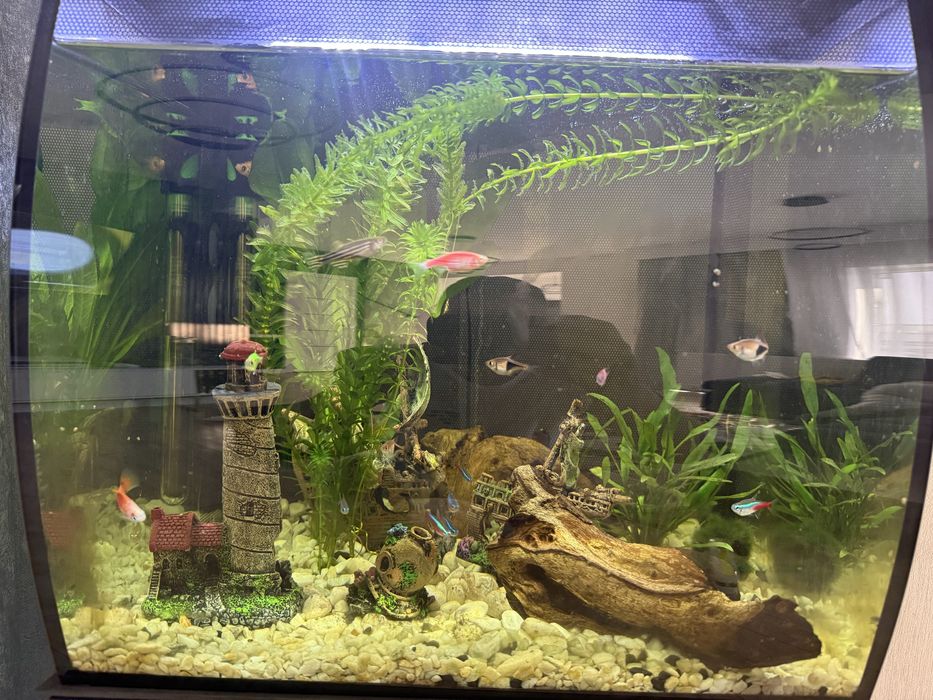 Acvariu Fluval si suport