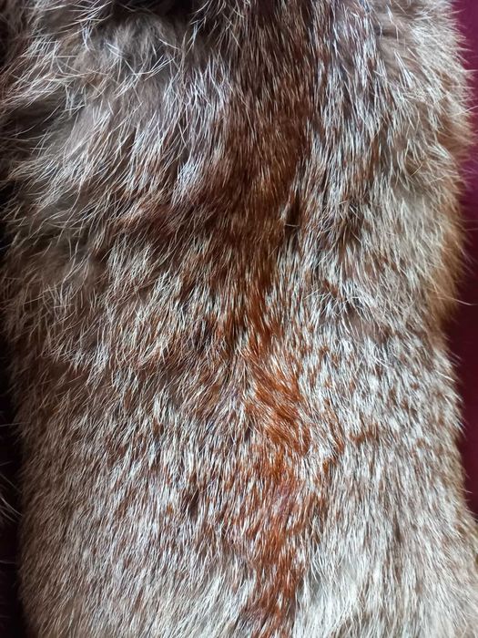 Продавам  естествена кожа от лисица