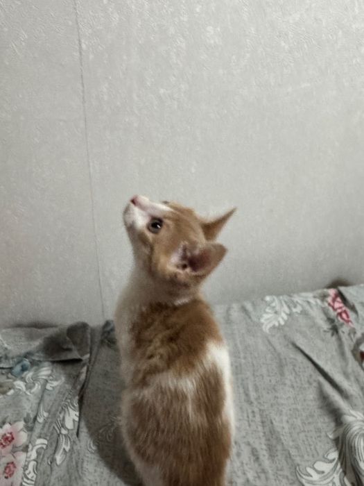 Отдам бесплатно кошка