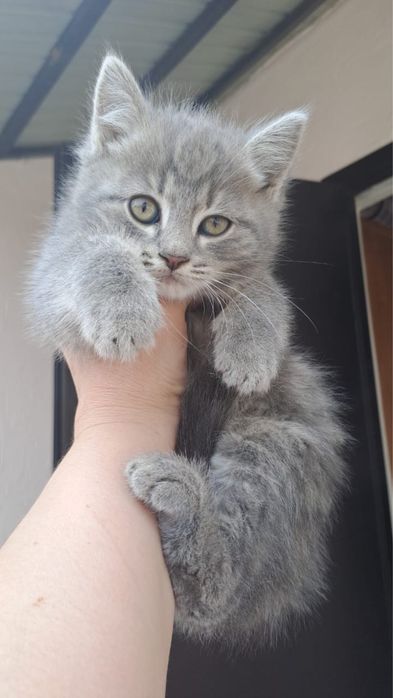 Котята (мальчик и девочка)