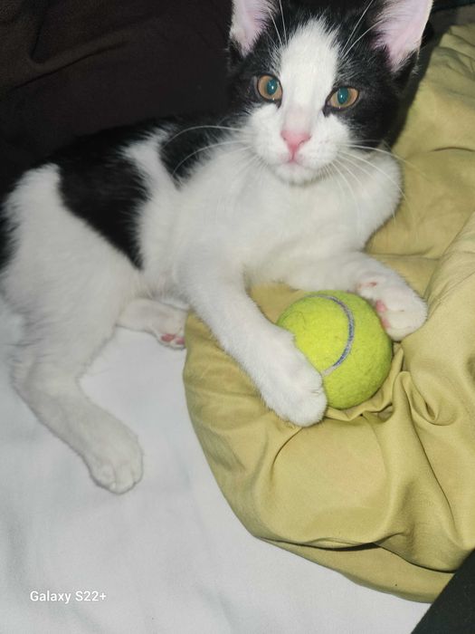 Хадяга,  мушук  Яхши бокадиган инсонларга хадя киламиз